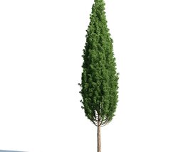 Quercus Robur 3D-Modell