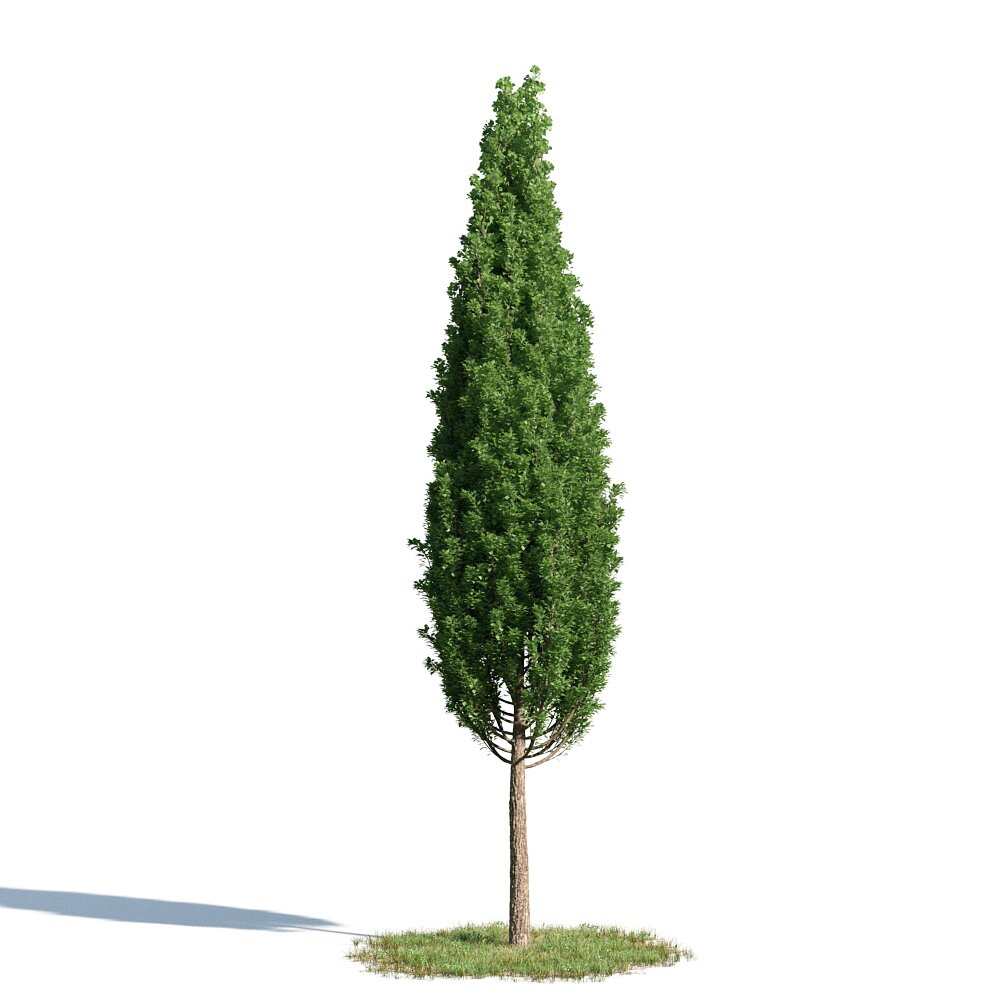 Quercus Robur 3d model