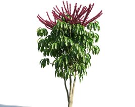 Schefflera Actinophylla Modèle 3D
