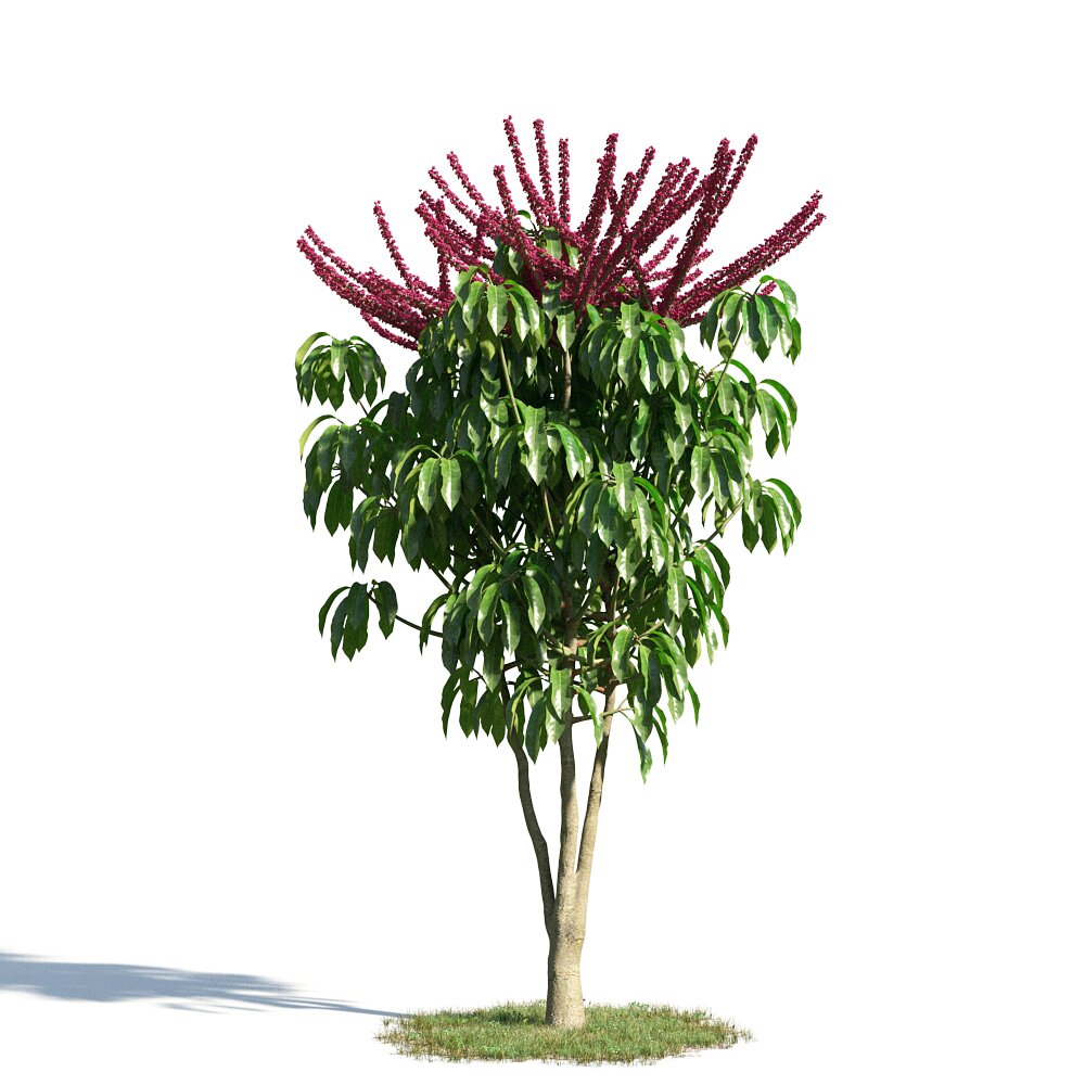 Schefflera Actinophylla 3D-Modell