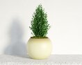 Round Pot with Green Plant 3d model