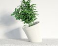 Potted Green Plant 3D-Modell