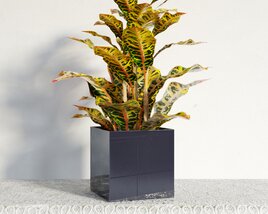 Vibrant Potted Croton Plant 3D model