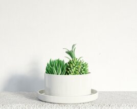 Modern Succulent Planter 3D 모델 