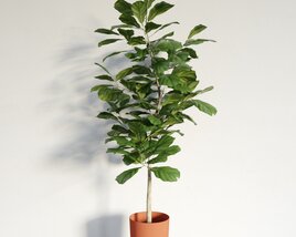 Indoor Potted Ficus Plant 02 3D model