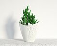 Green Succulent in White Pot 3d model
