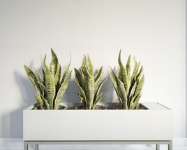 Modern Indoor Snake Plants Modello 3D