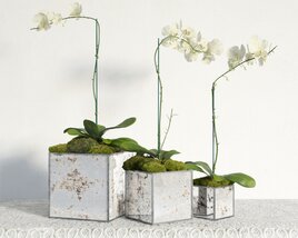 Orchid Flowers In Pot 3D model