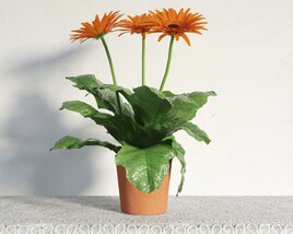 Orange Gerbera Daisy Potted Plant Modello 3D