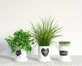 Assorted Potted Herbs Modello 3D