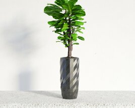 Striped Vase with Ficus Plant 3Dモデル