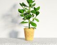 Potted Green Plant 02 3d model