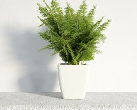 Indoor Fern Plant in White Pot Modelo 3d