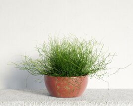 Potted Green Grass Decor 3D model