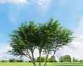 Caragana Arborescens Modelo 3d