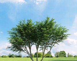 Caragana Arborescens Modello 3D