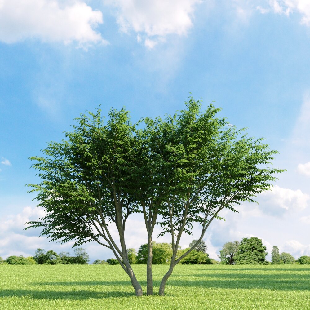 Caragana Arborescens 3Dモデル