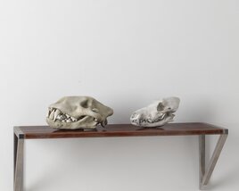 Animal Skull Replicas on Display Modèle 3D