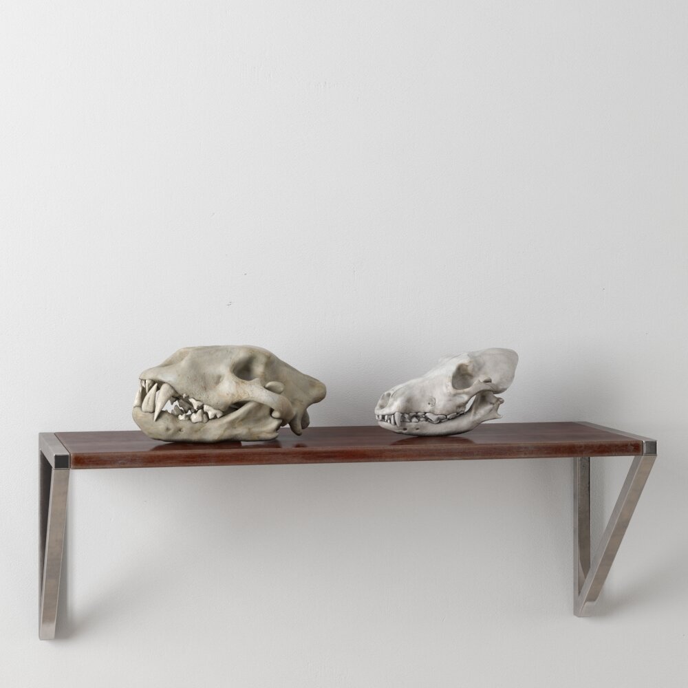 Animal Skull Replicas on Display Modèle 3d