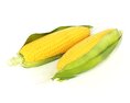 Fresh Corn Cobs 3D модель