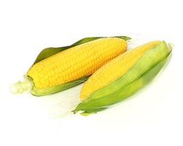 Fresh Corn Cobs 3D 모델 