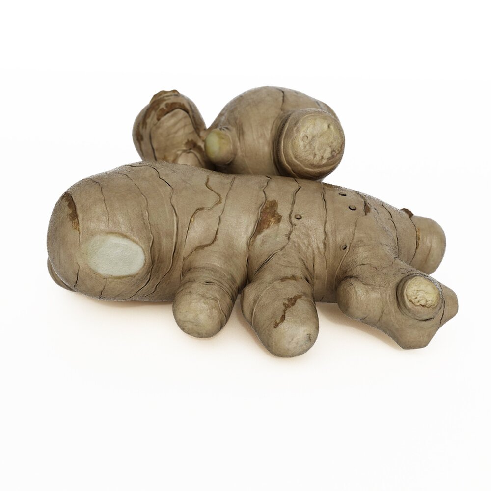 Whole Ginger Root 3D 모델 