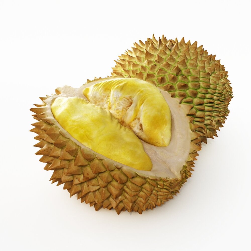 Fresh Durian Fruit 3d model