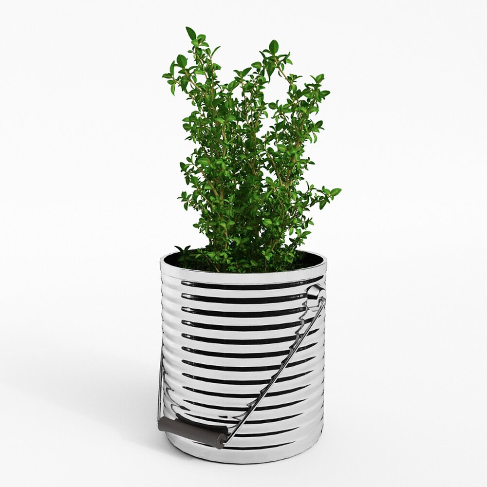 Thyme Potted Herb Plant 3D-Modell