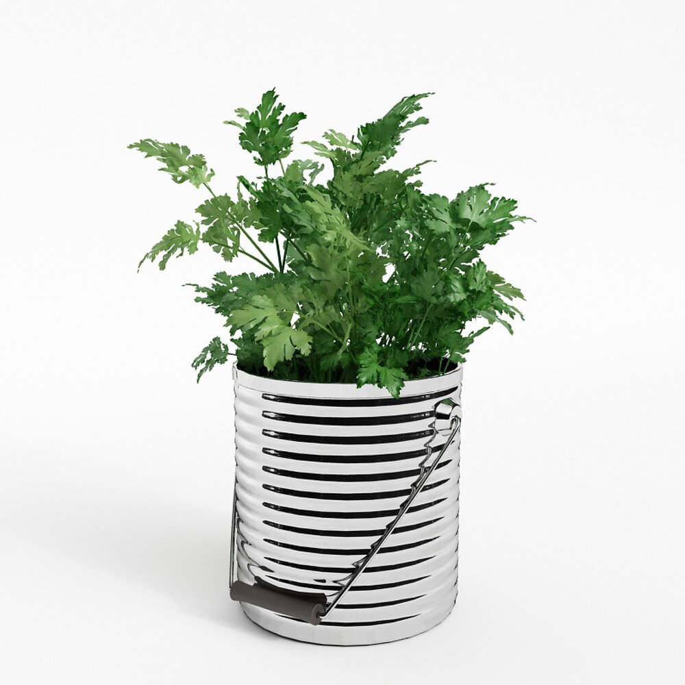 Fresh Potted Parsley Modelo 3d