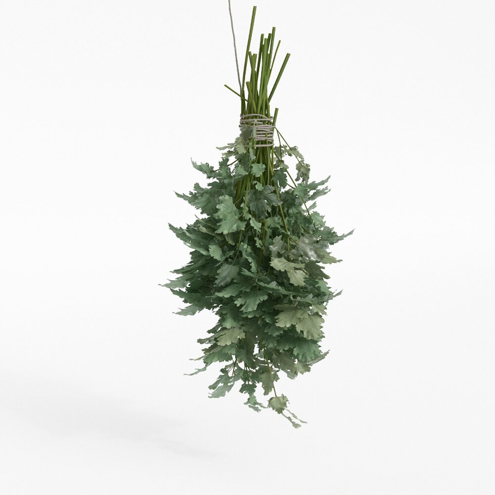 Fresh Celery Leaves 3D-Modell