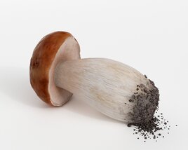 Fresh Porcini Mushroom 3D модель