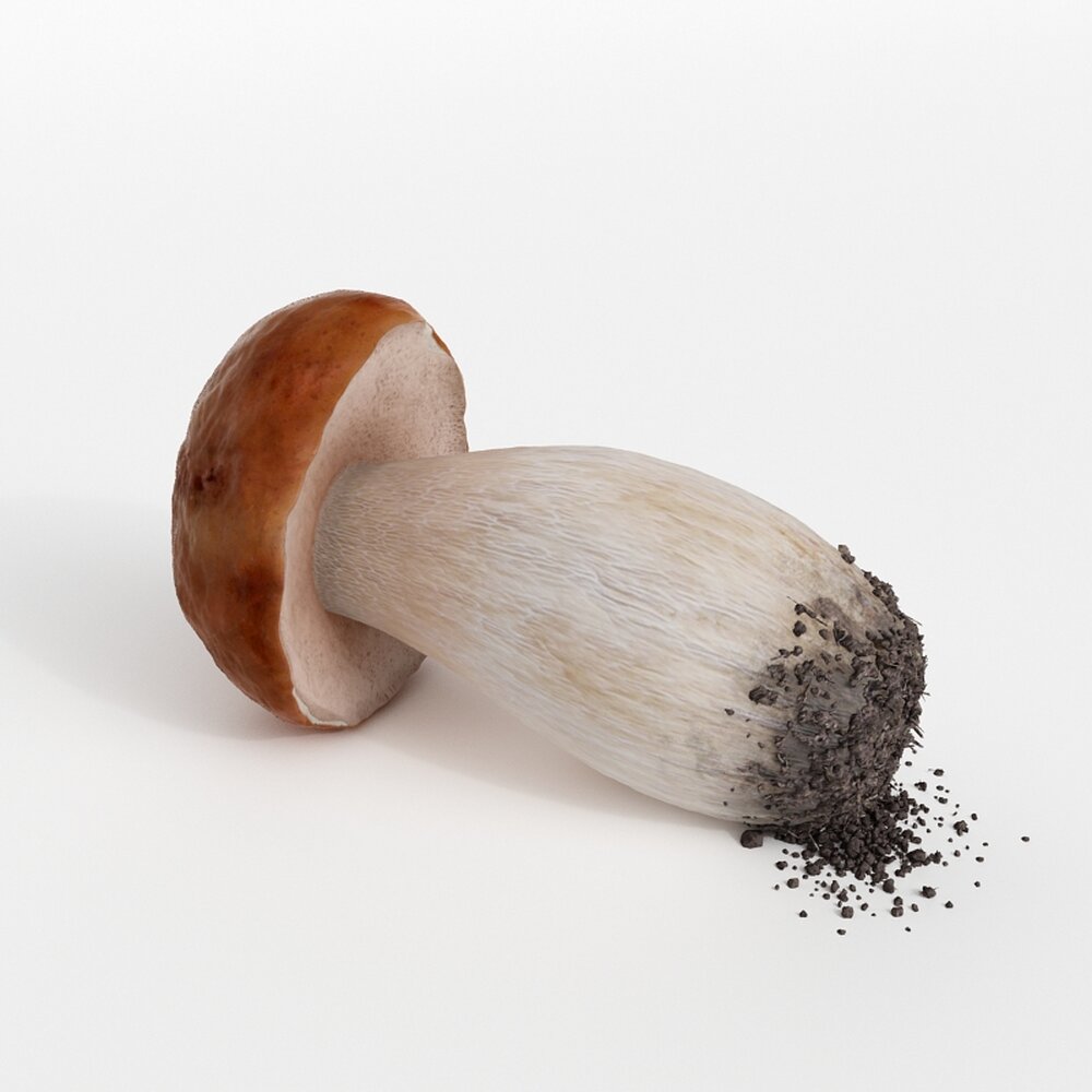Fresh Porcini Mushroom 3D 모델 
