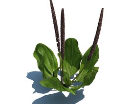 Plantago Maior V1 3D-Modell