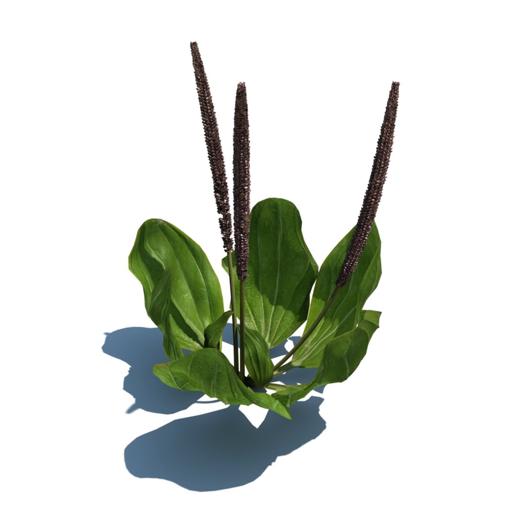 Plantago Maior V1 3Dモデル