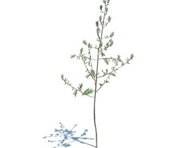 Artemisia Vulgaris V1 3Dモデル