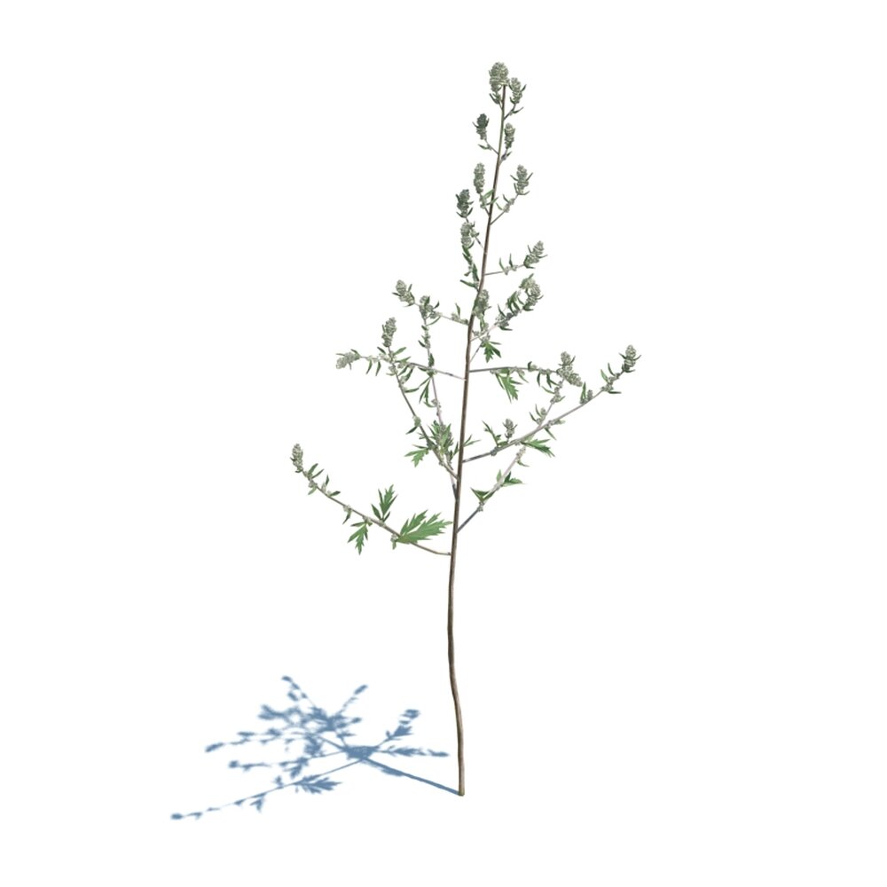 Artemisia Vulgaris V1 3d model
