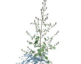 Artemisia Vulgaris V2 Modelo 3D