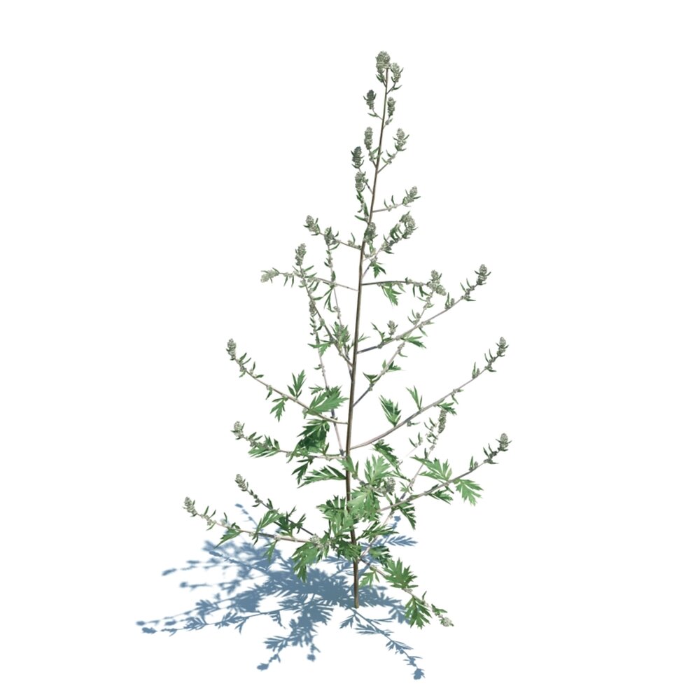 Artemisia Vulgaris V2 3D 모델 