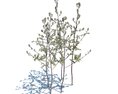Artemisia Vulgaris V3 3D-Modell