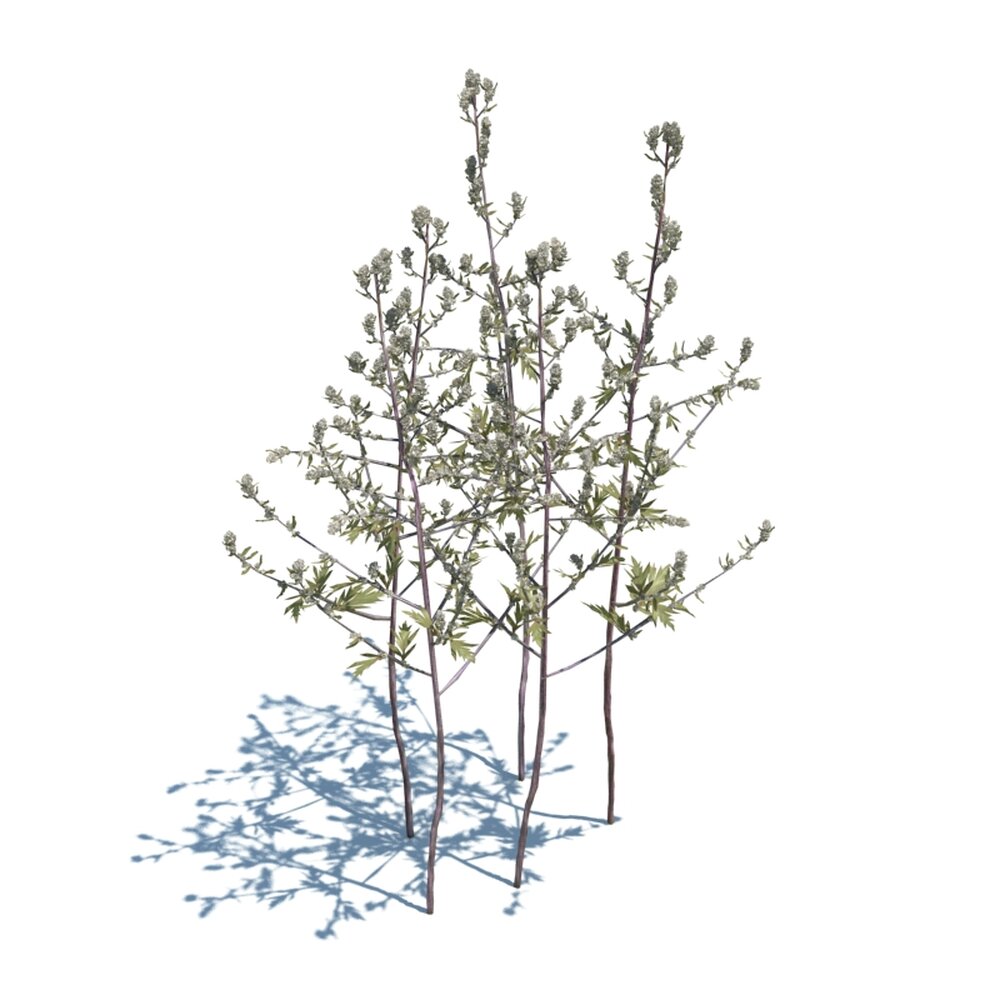 Artemisia Vulgaris V3 3D 모델 