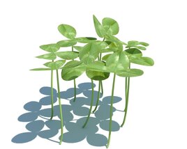 Trifolium Repens V1 3D模型