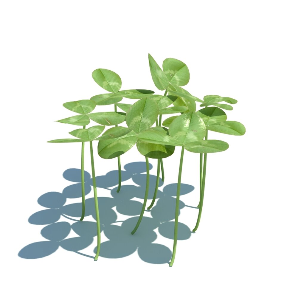 Trifolium Repens V1 3D-Modell