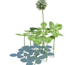 Trifolium Repens V2 Modello 3D