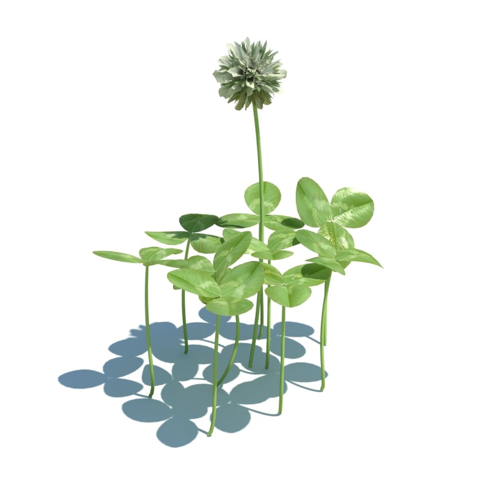 Trifolium Repens V2 Modelo 3d