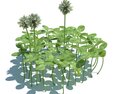 Trifolium Repens V3 Modello 3D