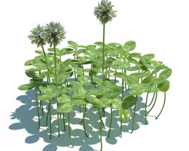 Trifolium Repens V3 Modèle 3D