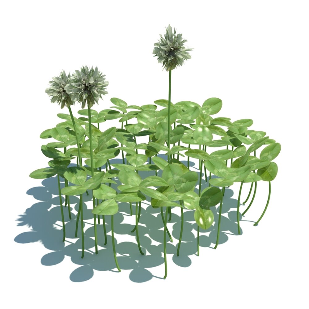Trifolium Repens V3 3D модель