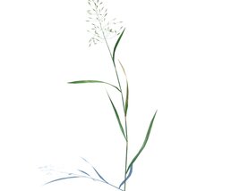 Agrostis Capillaris V1 Modèle 3D