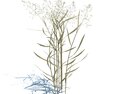 Agrostis Capillaris V2 Modèle 3d
