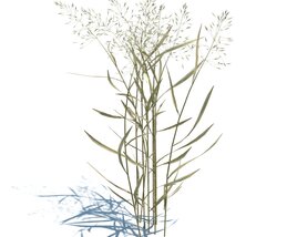 Agrostis Capillaris V2 3D 모델 